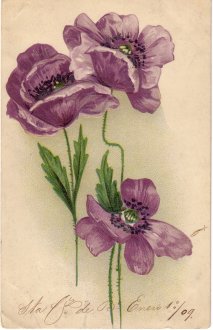 New Year's greeting postcard, 1909.