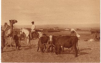Trashing in Palestine, 1921.